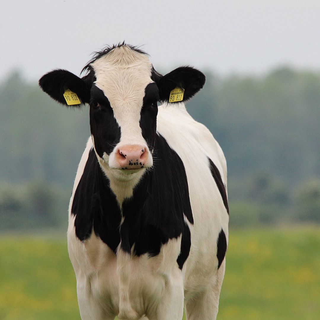 a cow in the field