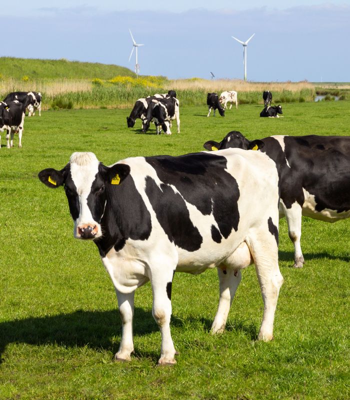 Cows cattle farm