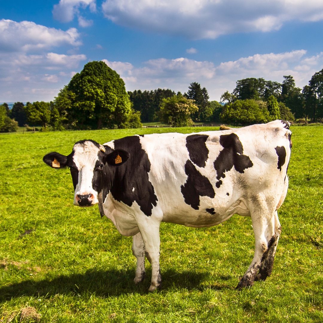 A Cow in the Field