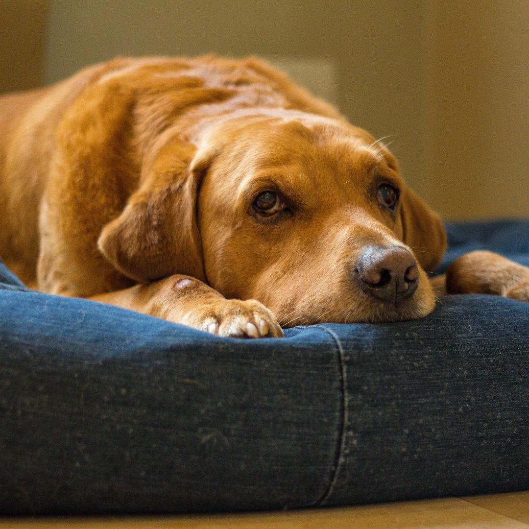 a dog lying on a bed