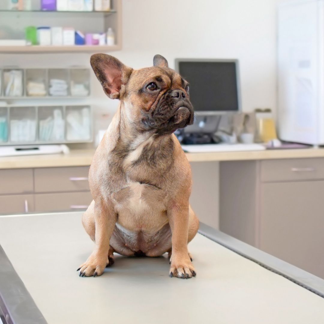 a dog sitting on a table