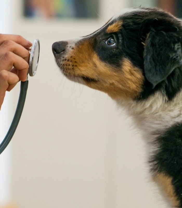  dog looking at stethoscope