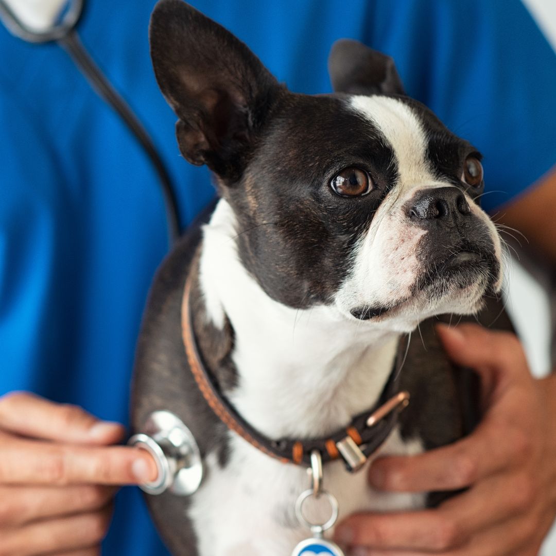 a vet checking heart of the dog