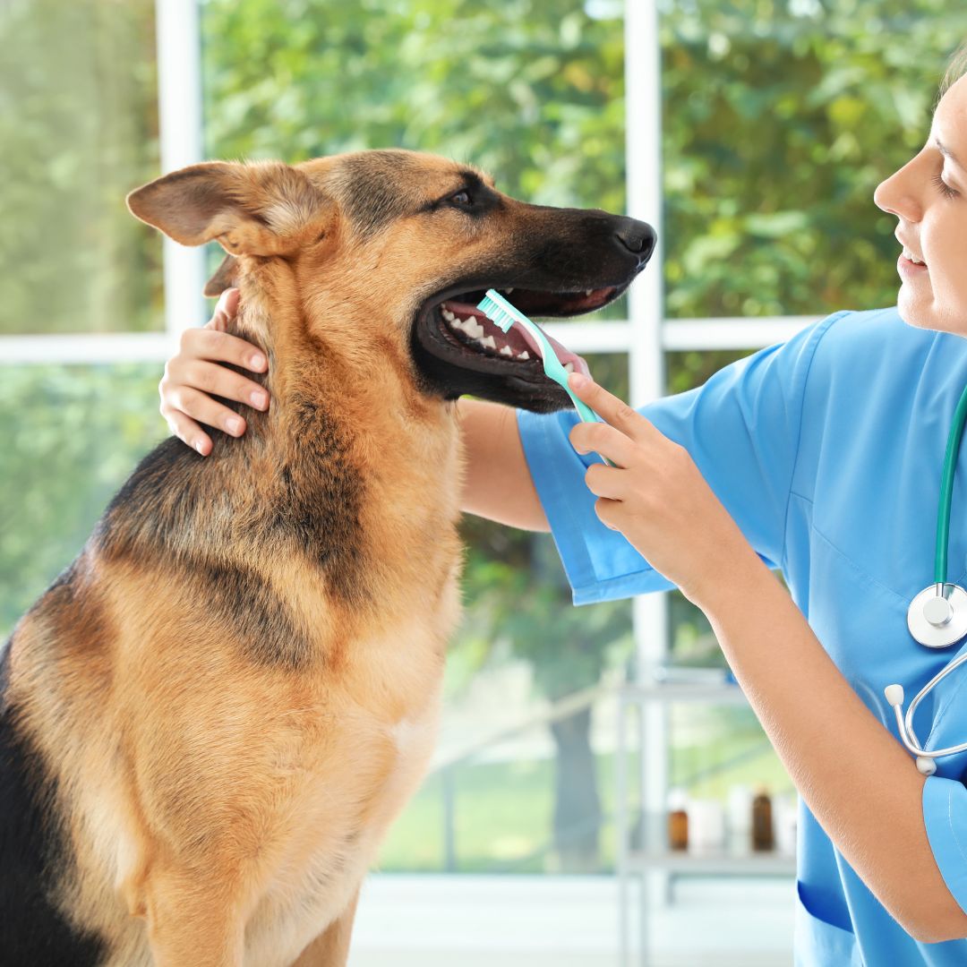 a vet cleaning dog teeth