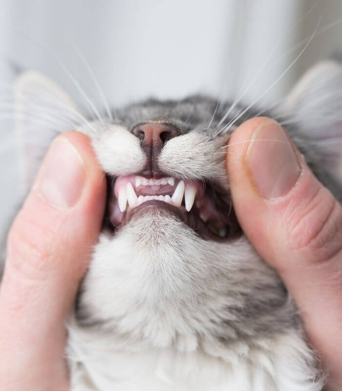 cat teeth