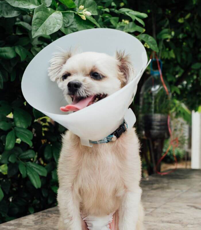 dog wear surgery cone