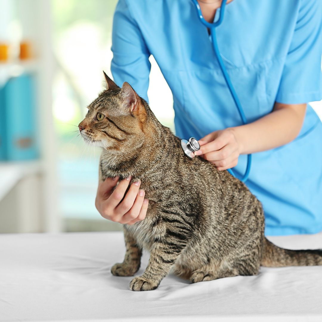 a veterinarian checking heart of the cat