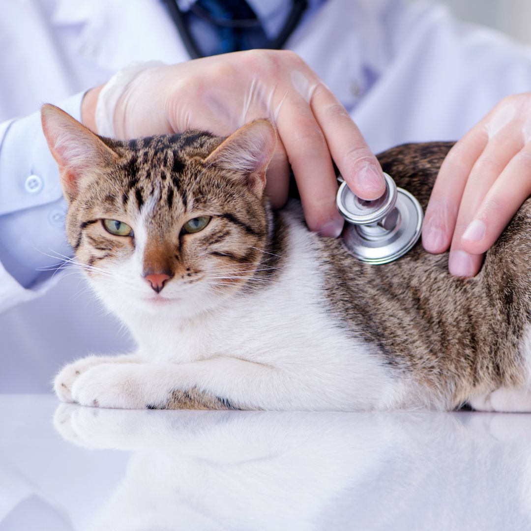 a vet checking heart of the cat